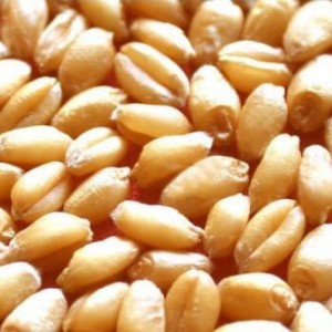 養殖求購：玉米、高粱、小麥、大豆