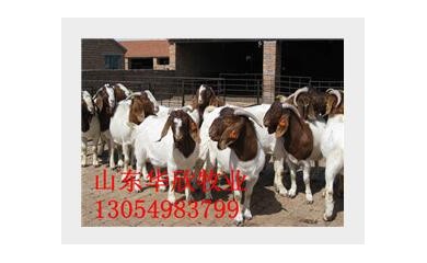 湖南懷孕波爾山羊價格，四川懷孕波爾山羊價格
