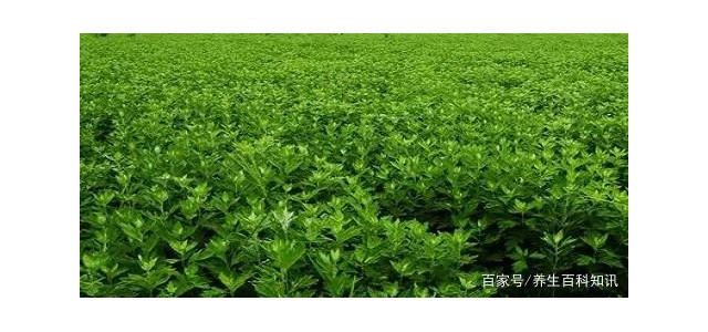 華西攀威弘揚中醫藥文化，保護國民健康