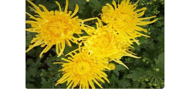“中國菊花之鄉”，安陽市林州市茶店鎮太行菊花